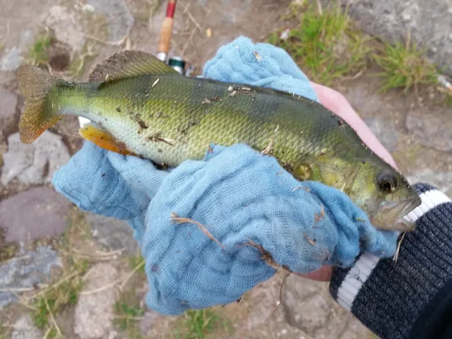 Flussbarsch