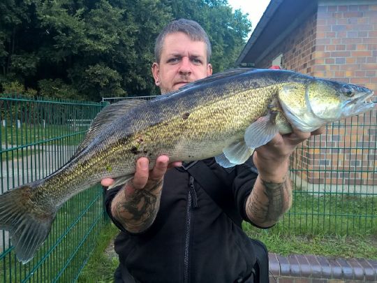 Zander