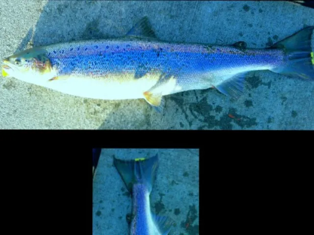Lachs