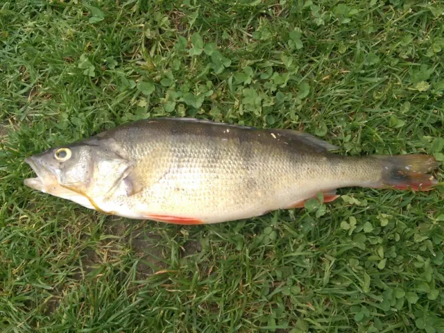 Flussbarsch