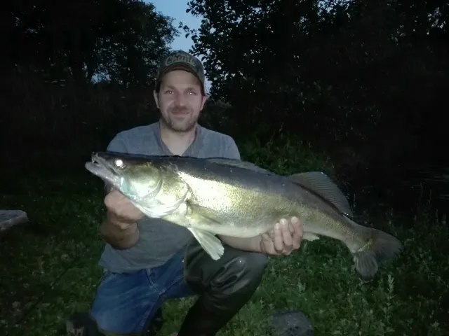 Zander
