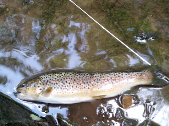 Bachforelle