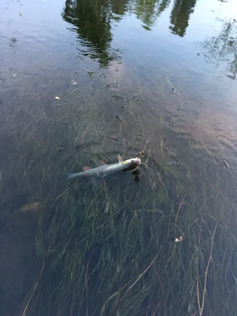 Döbel