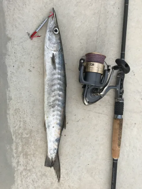Barrakuda