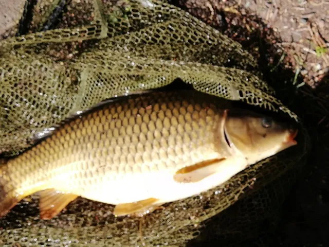 Karpfen