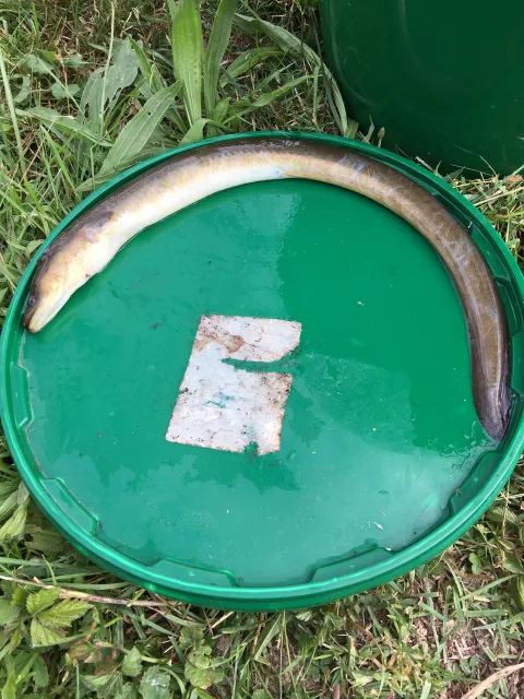 Aal