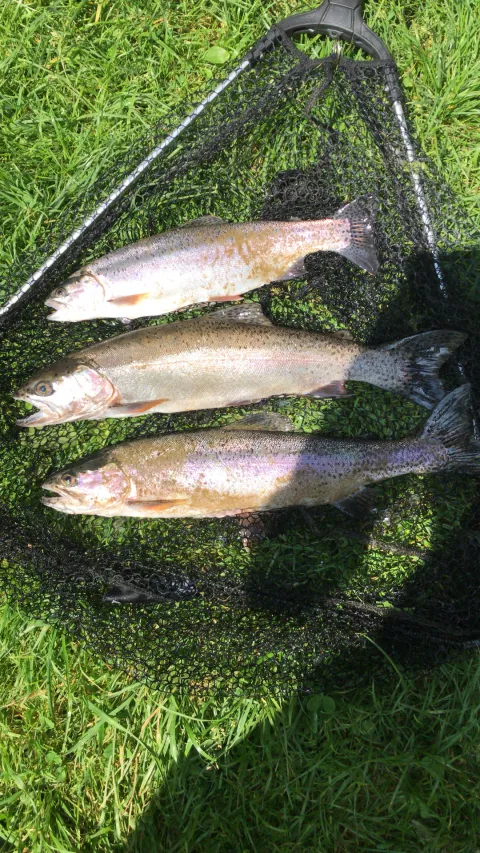 Regenbogenforelle