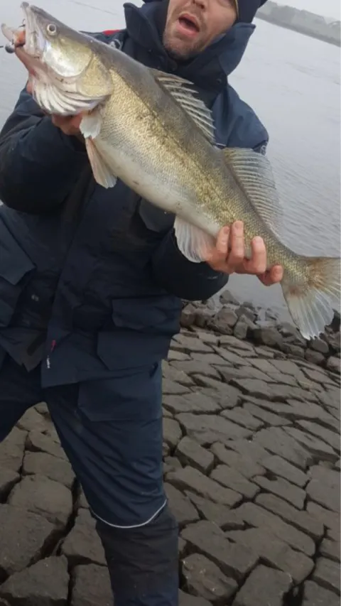 Zander