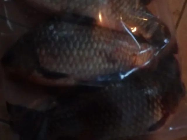 Giebel