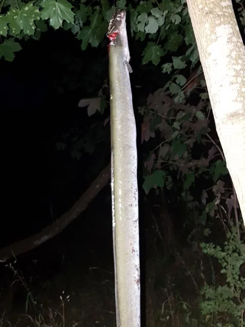 Aal