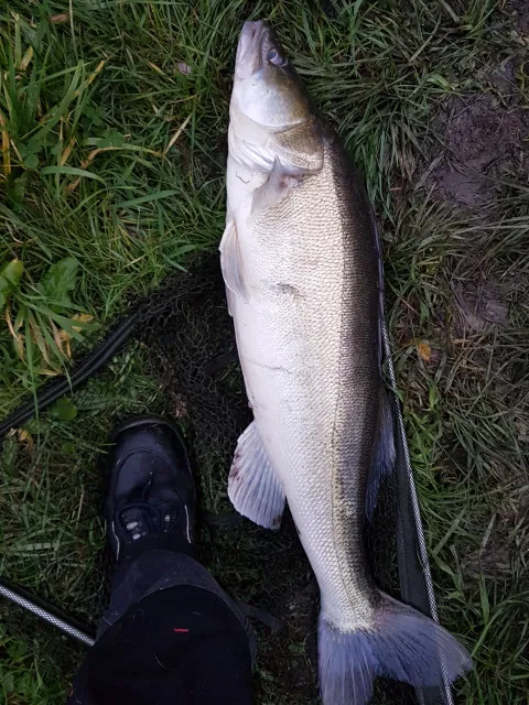 Zander