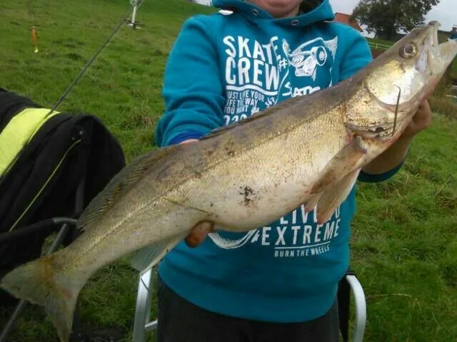 Zander