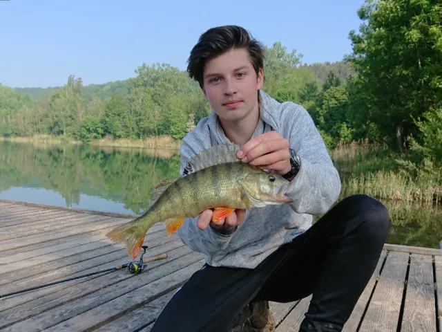 Flussbarsch