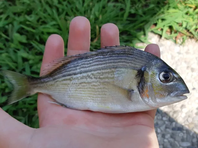 Dorade