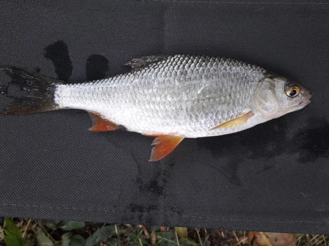Rotauge