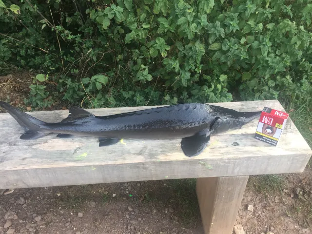 Stör