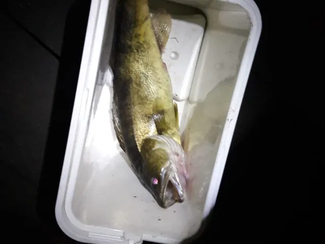 Zander