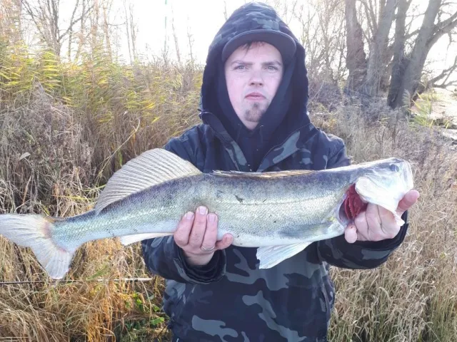 Zander