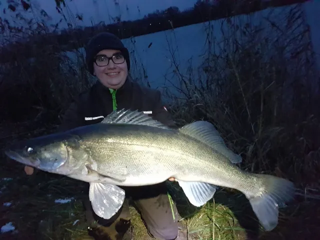 Zander