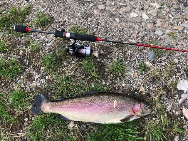 Regenbogenforelle