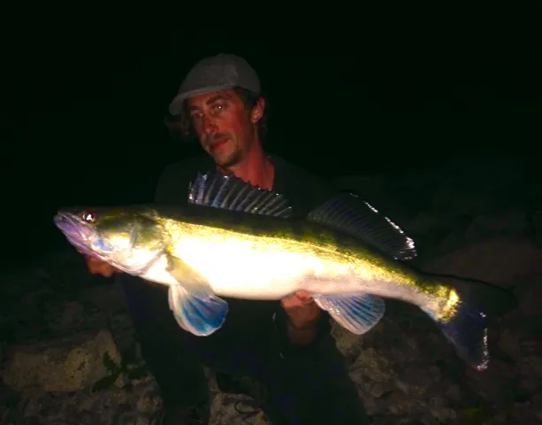 Zander