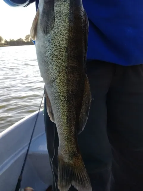 Zander
