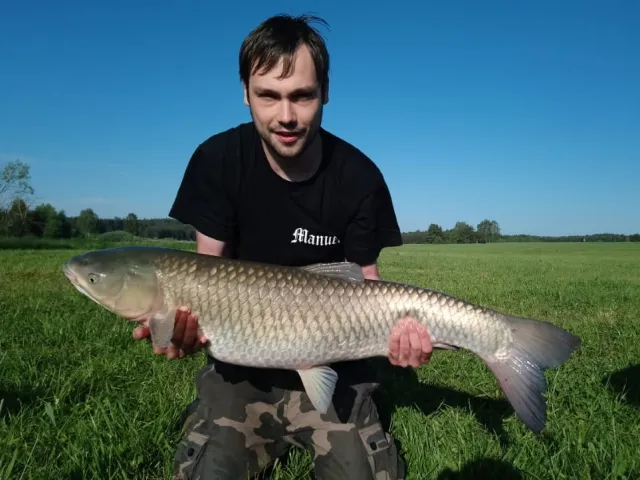 Graskarpfen