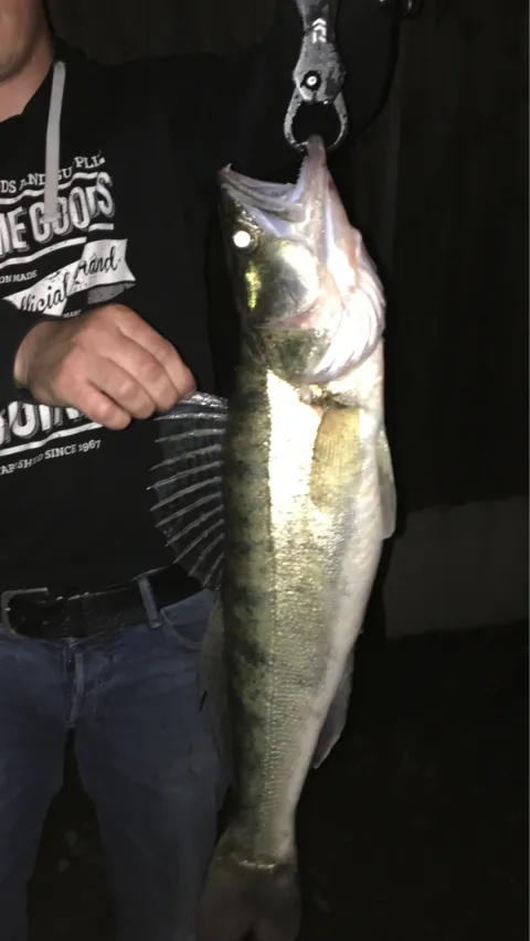Zander