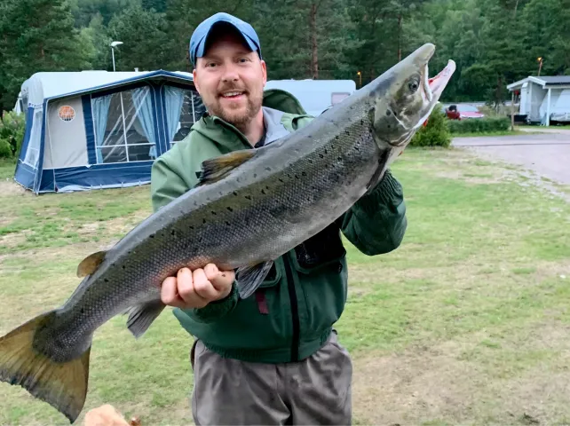 Lachs