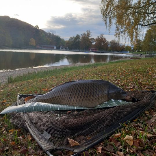 Karpfen