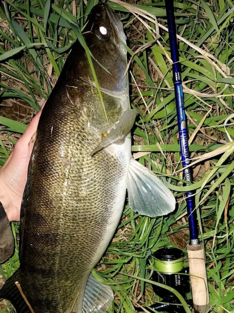 Zander