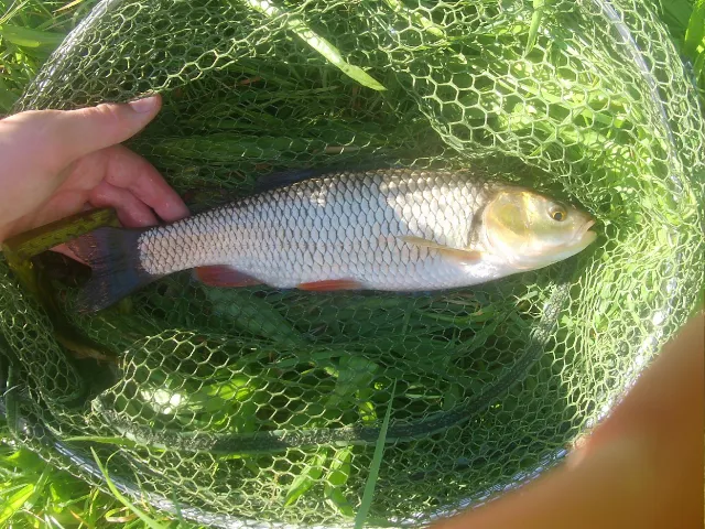 Döbel