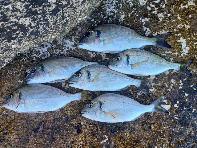 Dorade