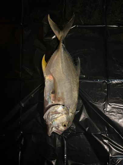 Amberjack