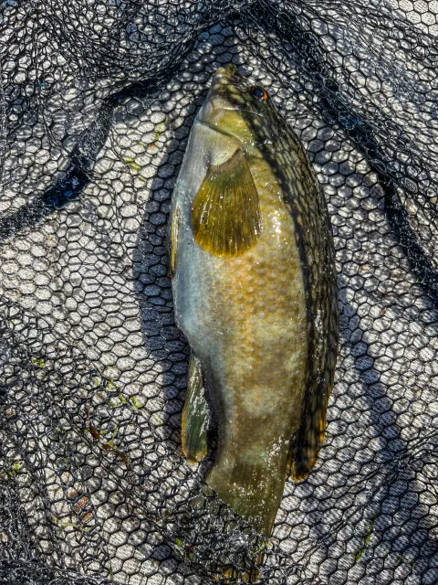 Lippfisch