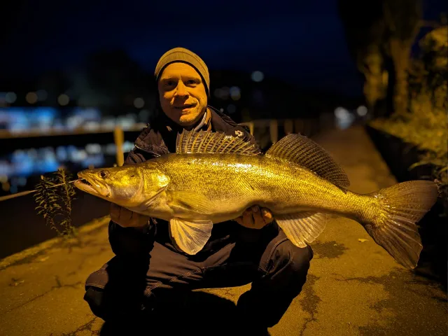 Zander