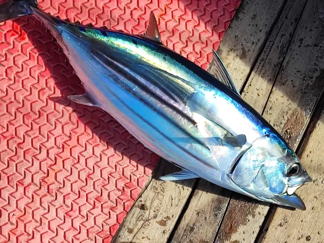 Bonito