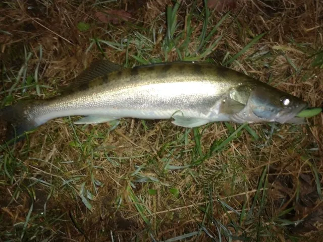 Zander