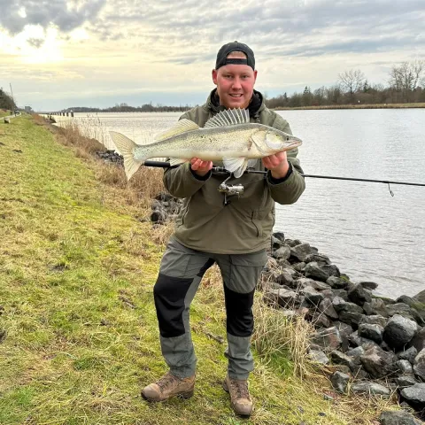 Zander