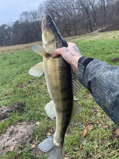 Zander