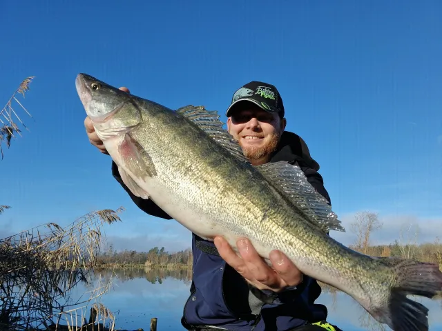 Zander