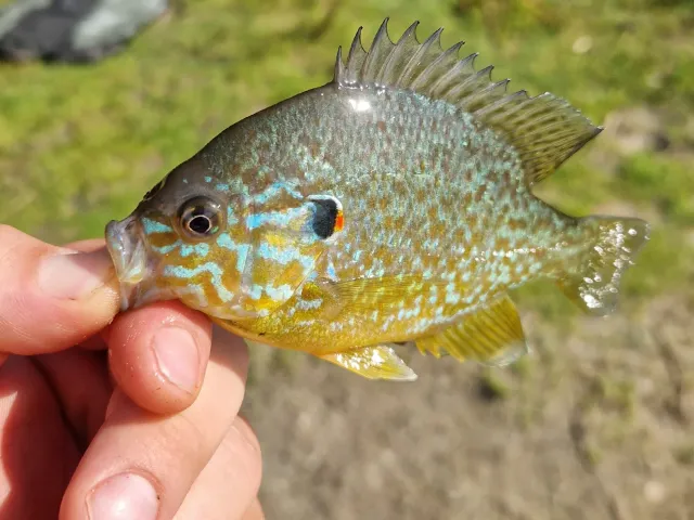 Sonnenbarsch