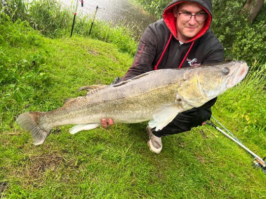 Zander