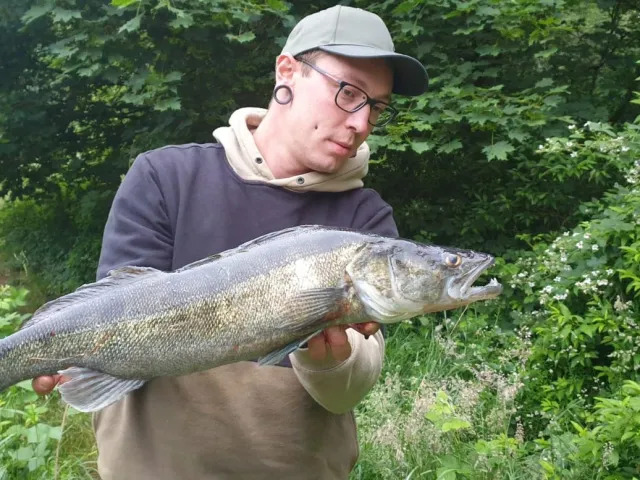 Zander