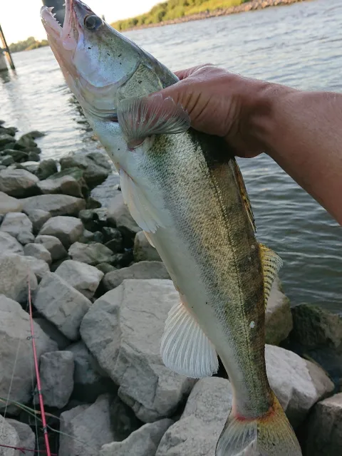 Zander