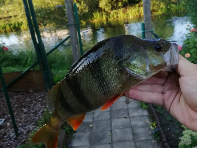 Flussbarsch