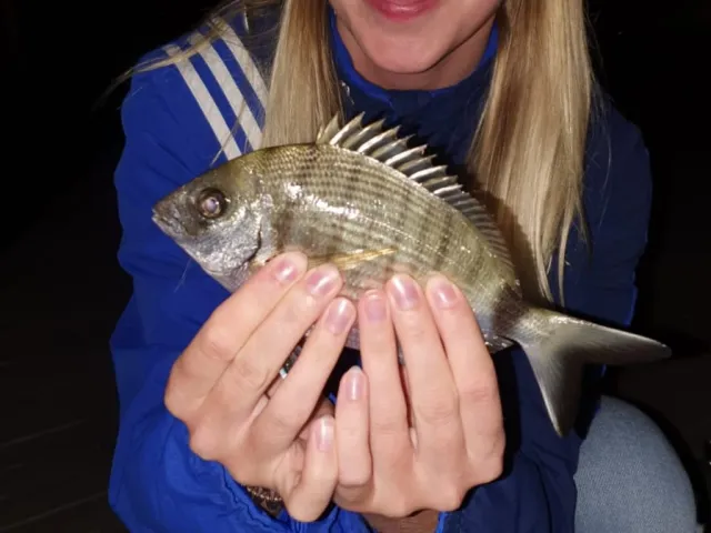 Dorade