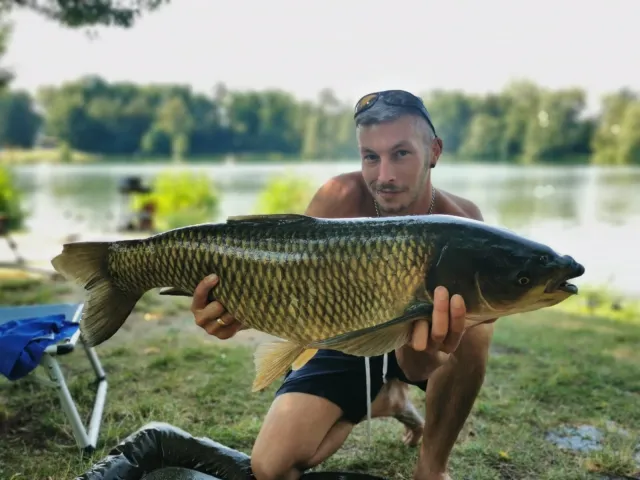 Graskarpfen