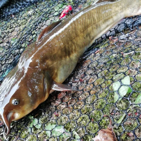 Zwergwels