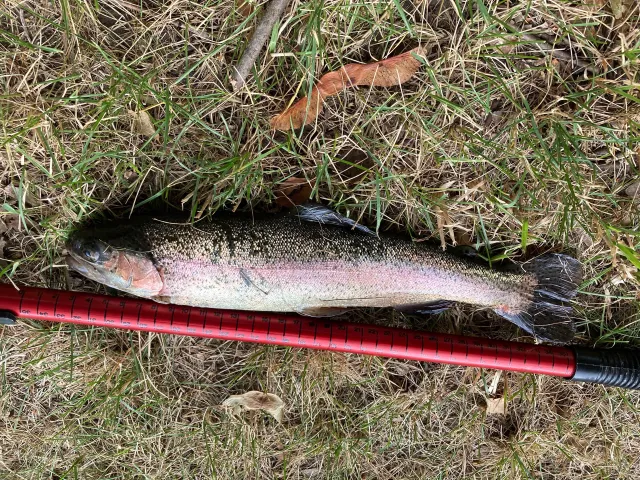 Regenbogenforelle
